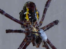 A female specimen of Argiope appensa wraps her prey in silk.