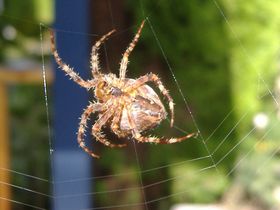 A garden spider spinning its web.
